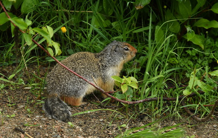 Columbian Ground Squirrel