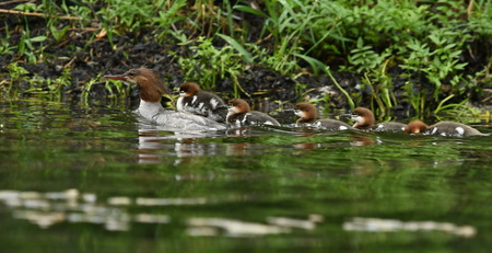 Common Merganser Family