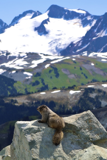 Whistler life