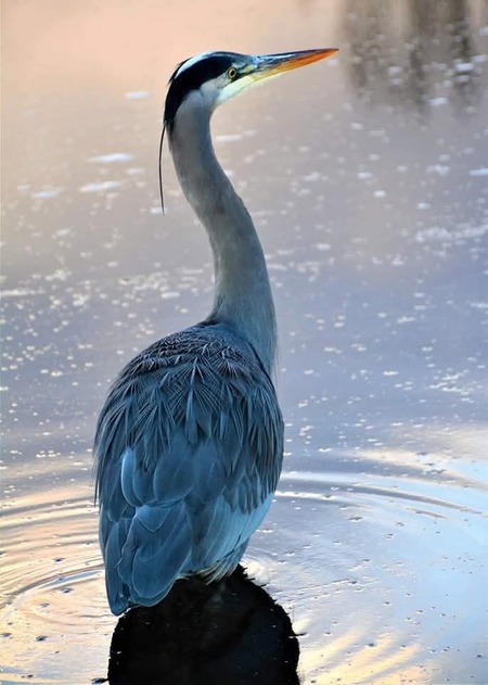 Great Blue Heron