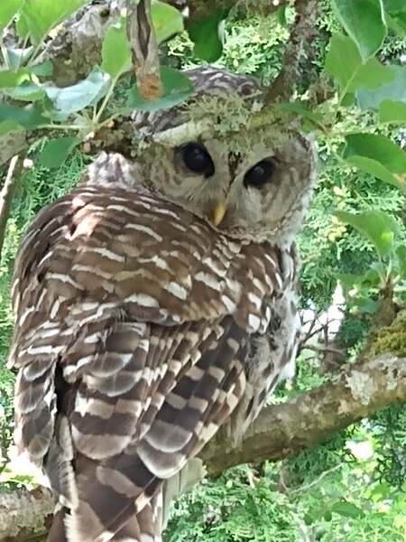 Barred Owl Close-up