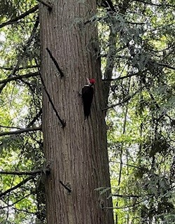 Pileated Woodpecker