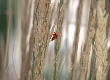 Ladybugs Mating