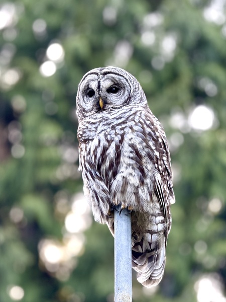 Barred Owl