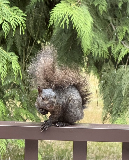 Cheeky squirrel