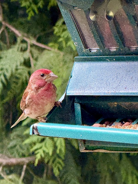 Red finch