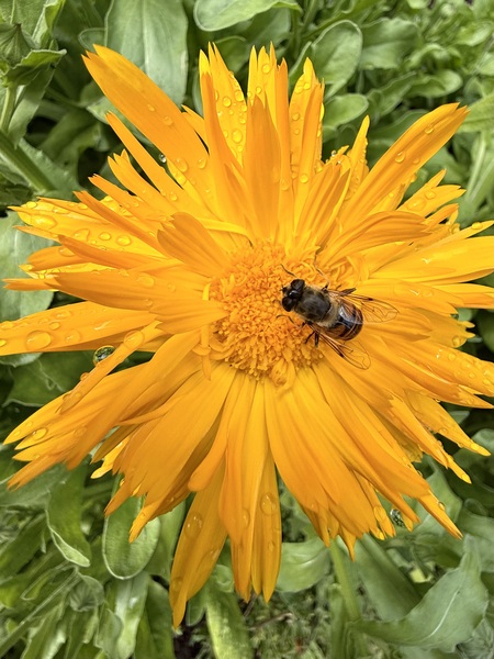 Drone fly on celendula