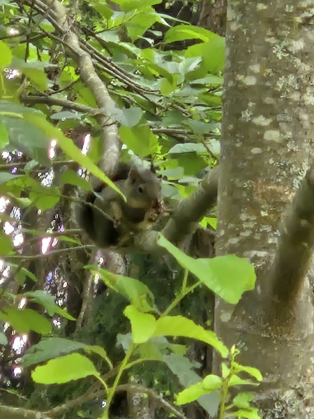 Squirrel!