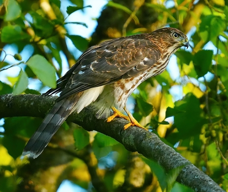 Coopers Hawk