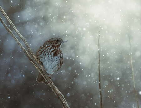 Winter Chickadee 