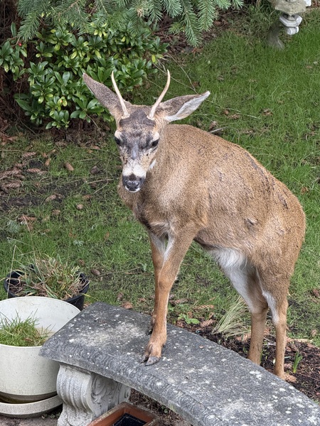 Sitka deer