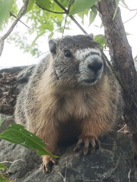 Marmot 