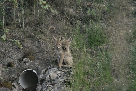Coyote Pups 