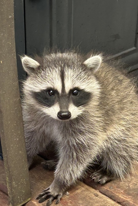 Baby raccoon 