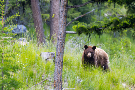 Cinnamon Bear