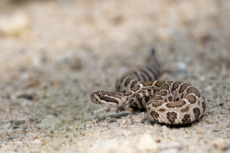 Rattler