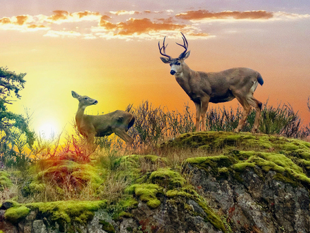 Deer On The Sixth Tee