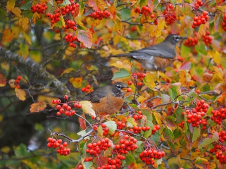 Robins Feasting