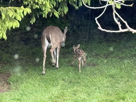 Deer and fawn