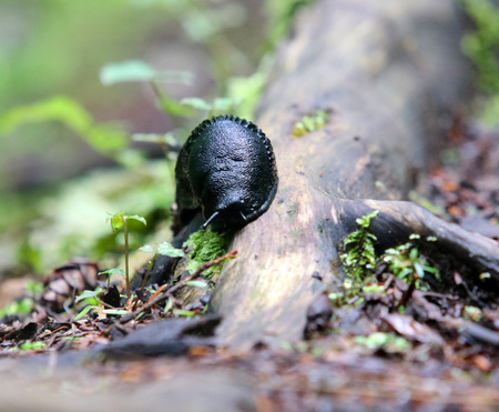 Slug on a log