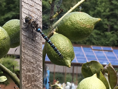 Dragonfly on lemons ready to turn yellow