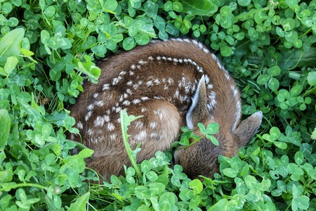 12 Hour Old Fawn In My Clover Patch.