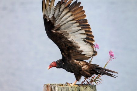 Turkey Vulture Stretching Its Wings.
