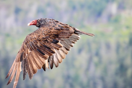 Turkey Vulture In Full Flight.