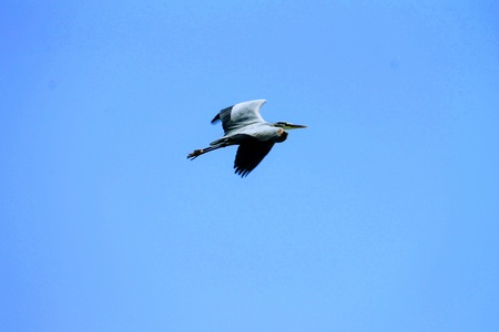 Great Blue Heron