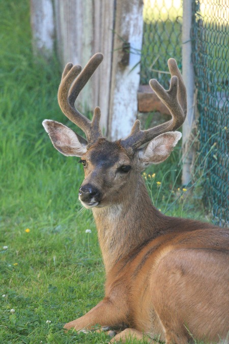 4 Pointer.