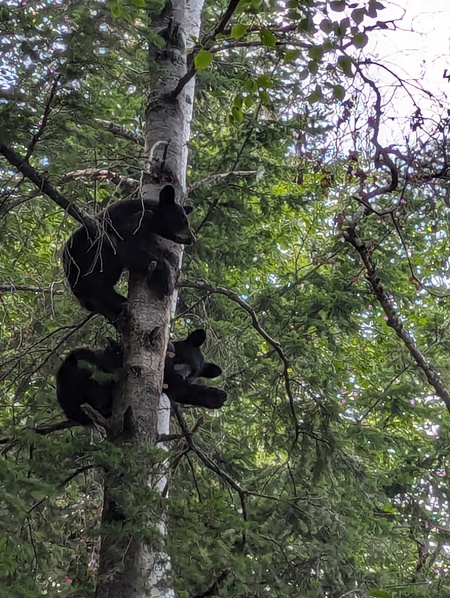 Cubs in my tree🐻
