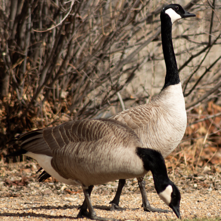 Silly goose