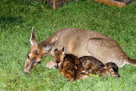 Mother and Twin Fawns Minutes After The Birth.