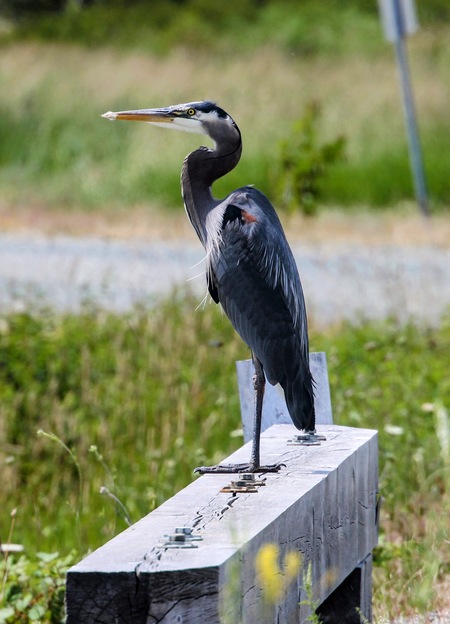 Great Blue Heron