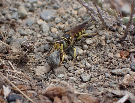 Wasps are Important