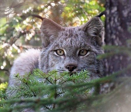 Lynx portrait 