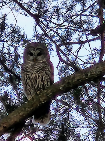 Owl in Douglas Park