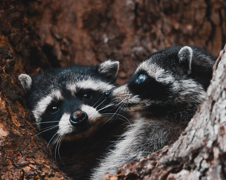Raccoons 