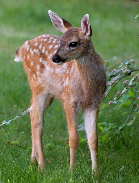 Fawn