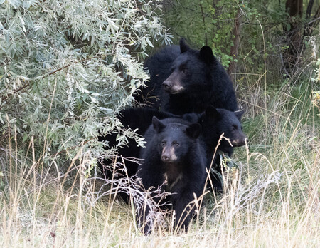 Mother bear with two cubs