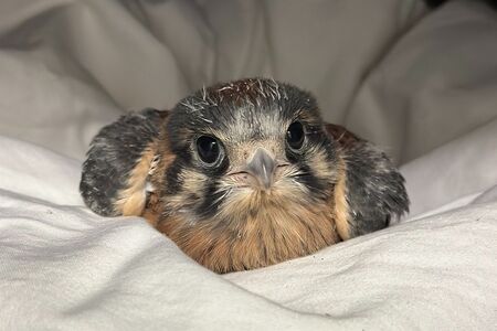 Wild ARC Patient - Fledgling American Kestrel