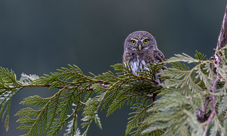 pygmy owl