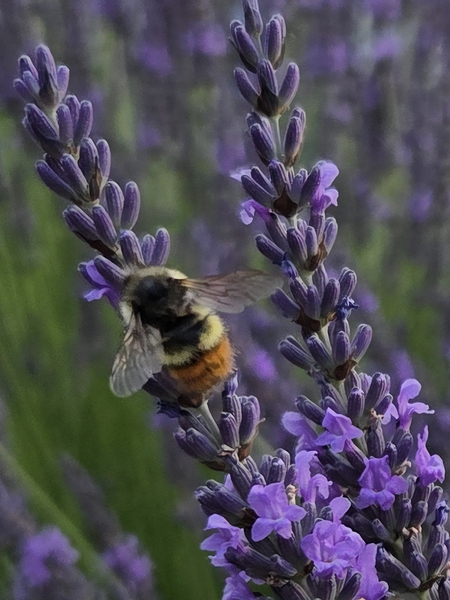 Bees in the lavender 