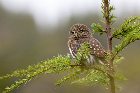 pygmy owl