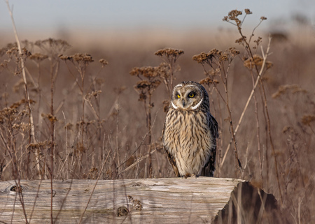 short eared owl