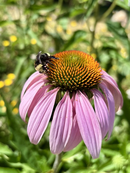 The Prince of Pollen