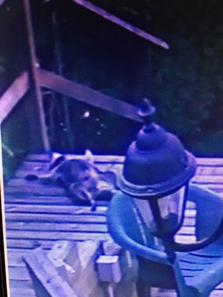 Raccoons playing