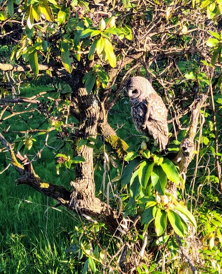 Barred Owl on Branch 