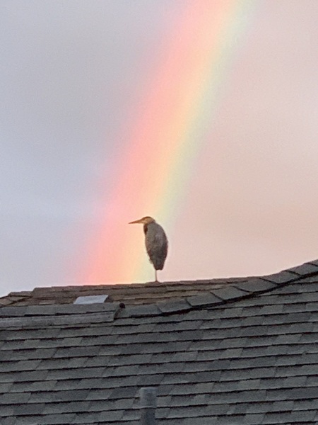 Blue Heron in a rainbow. 