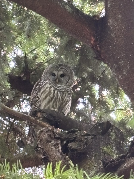 Barred Owl